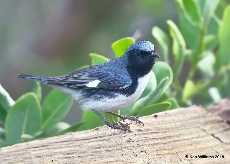 Black-throated Blue Warbler male, S. Padre Island, TX, 4-26-18, Jpa_76113.jpg