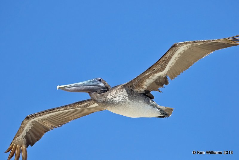 Brown Pelican, Boca Chica beach, TX, 4-25-18, Jpa_74701.jpg