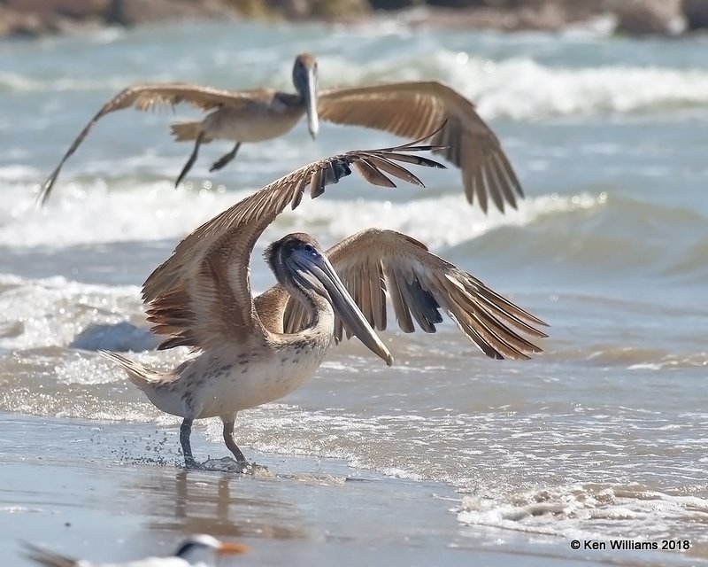 Brown Pelican, Boca Chica beach, TX, 4-25-18, Jpa_74766.jpg