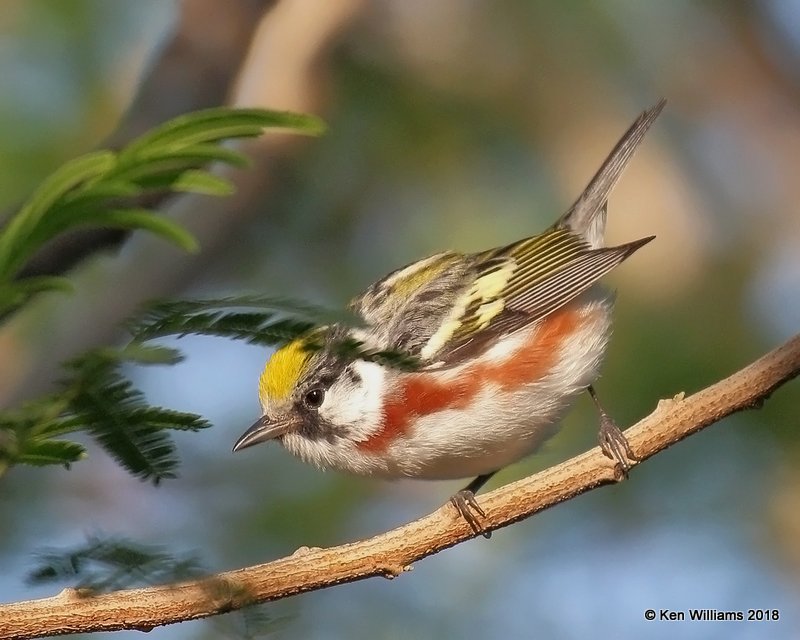 Chestnut-sided Warblers male, S. Padre Island, TX, 4-24-18, Jpa_73283.jpg