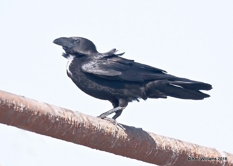 Chihuahuan Raven, Brownsville Dump, TX, 4-25-18, Jpa_74604.jpg