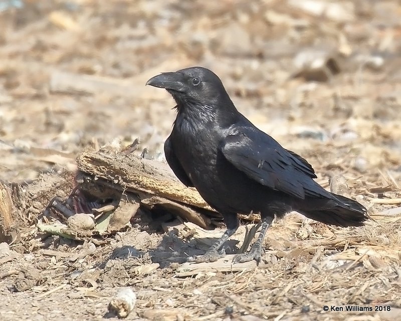 Chihuahuan Raven, Brownsville Dump, TX, 4-25-18, Jpa_74641.jpg