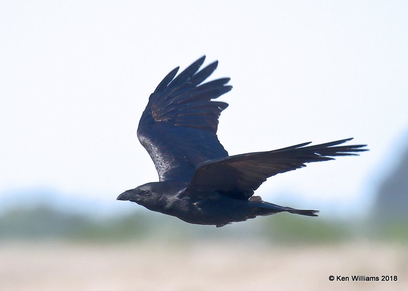 Chihuahuan Raven, Brownsville Dump, TX, 4-25-18, Jpa_74656.jpg