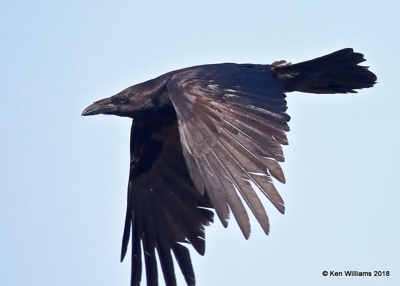 Chihuahuan Raven, Brownsville Dump, TX, 4-25-18, Jpa_74665.jpg
