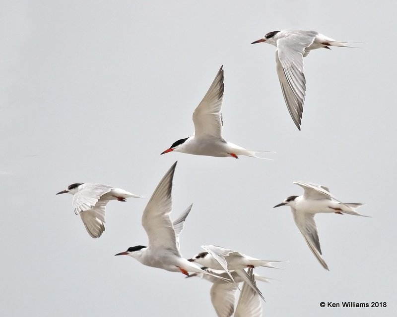 Common Terns, Bolivar Flats, TX, 4-20-18, Jpa_68281.jpg