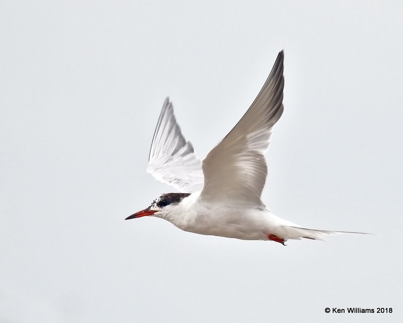 Common Tern, Quintana Beach, TX, 4-21-18, Jpa_69504.jpg