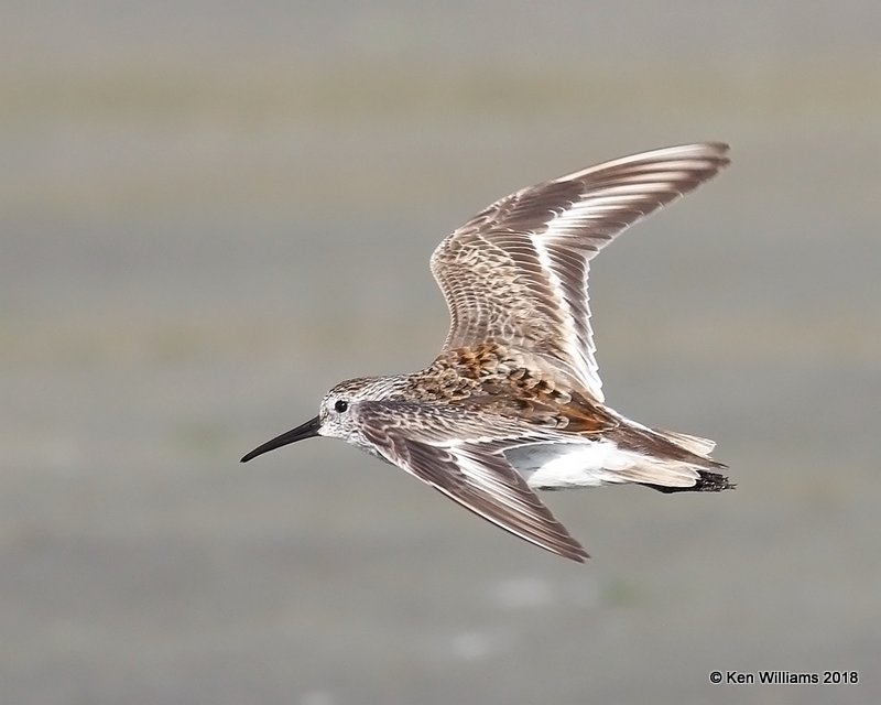 Dunlin breeding plumage, S. Padre Island, TX, 4-26-18, Jpa_75594.jpg