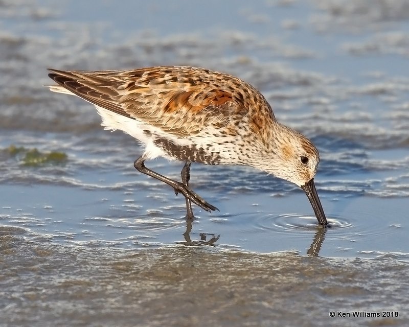Dunlin breeding plumage, S. Padre Island, TX, 4-26-18, Jpa_75740.jpg