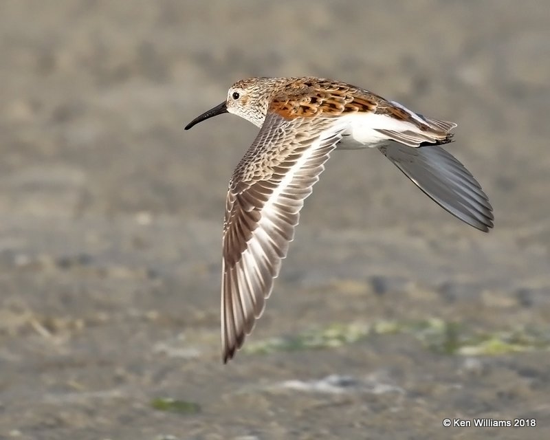 Dunlin breeding plumage, S. Padre Island, TX, 4-26-18, Jpa_75802.jpg