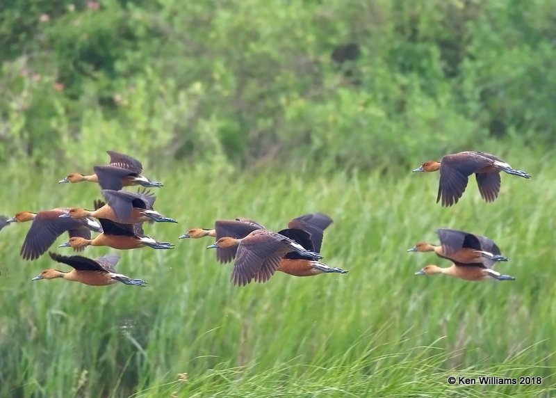 Fulvous Whistling-Ducks, Quintana Beach County Park, TX, 4-21-18, Jpa_69587.jpg
