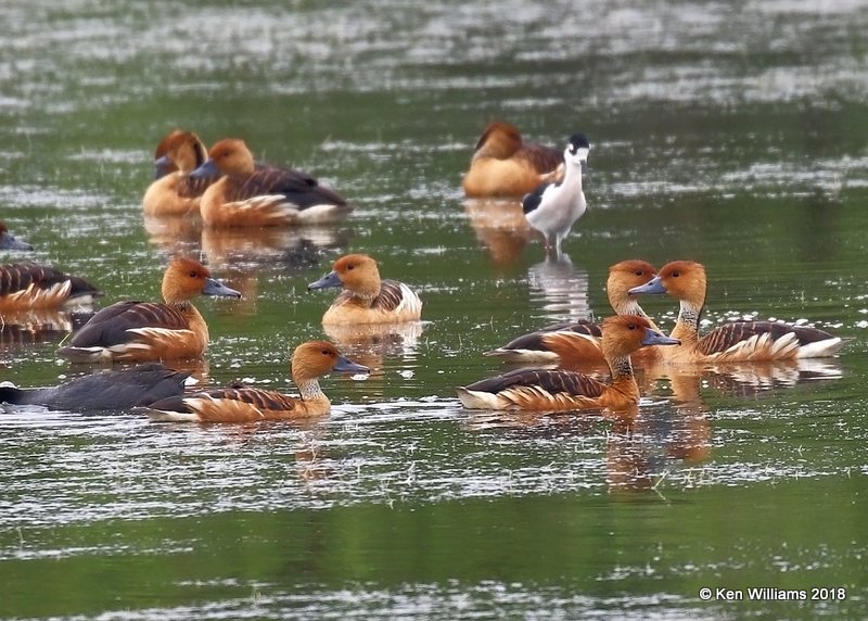 Fulvous Whistling-Ducks, Quintana Beach County Park, TX, 4-21-18, Jpa_69593.jpg