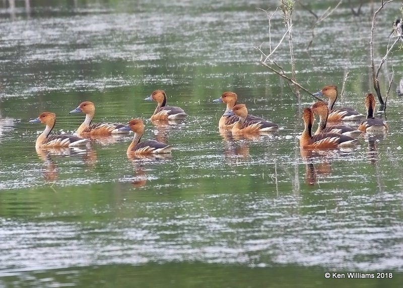 Fulvous Whistling-Ducks, Quintana Beach County Park, TX, 4-21-18, Jpa_69597.jpg