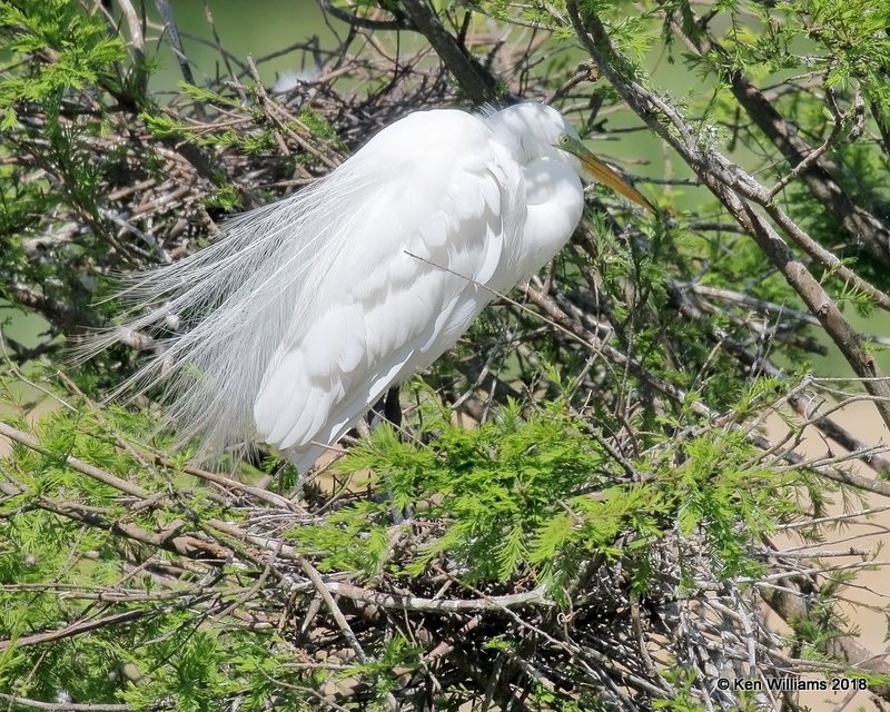 Great Egret on nest, High Island, TX, 4-17-18, Jza_65925.jpg