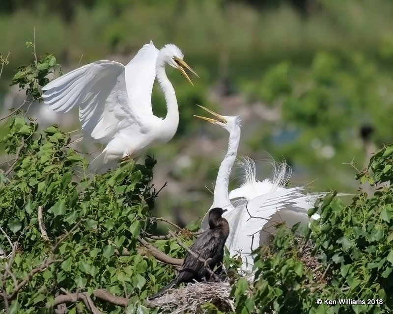 Great Egrets on nest, High Island, TX, 4-17-18, Jza_66010.jpg