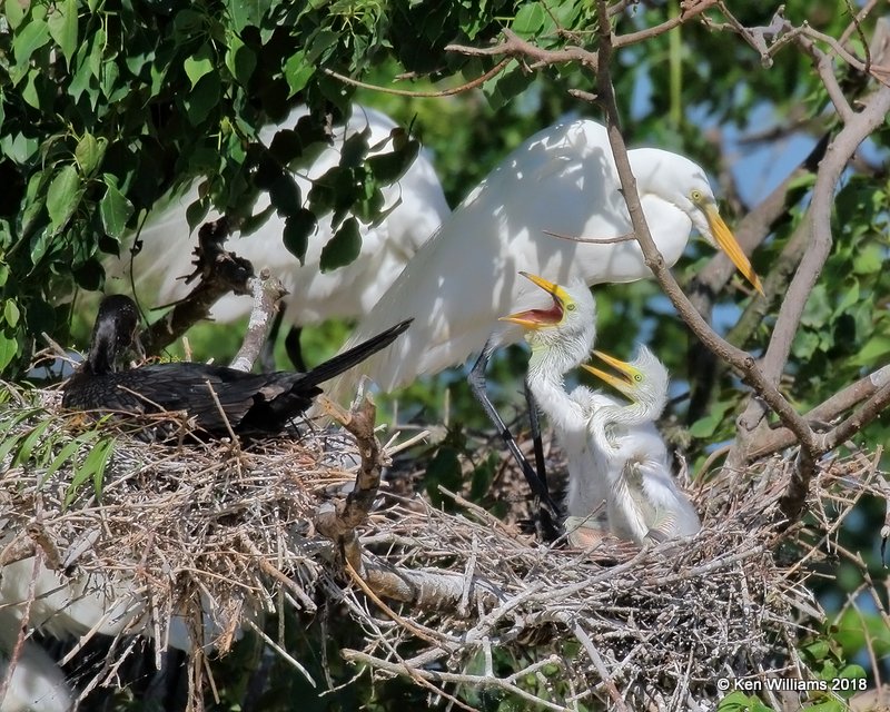 Great Egrets on nest with young, High Island, TX, 4-17-18, Jza_66029.jpg
