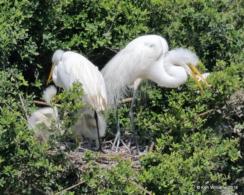 Great Egrets on nest with young, High Island, TX, 4-17-18, Jza_66039.jpg