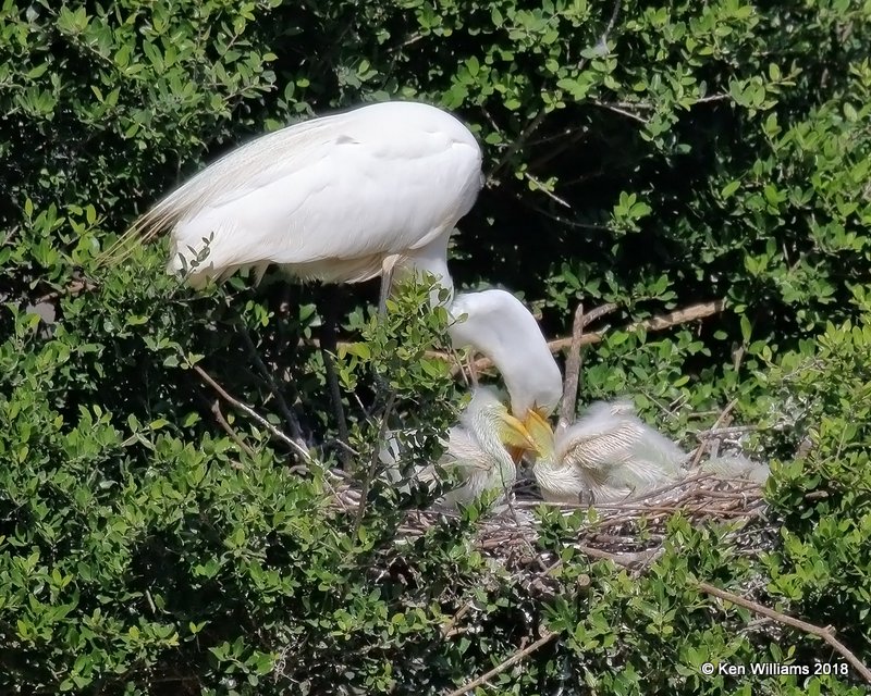 Great Egret on nest with young, High Island, TX, 4-17-18, Jza_66045.jpg
