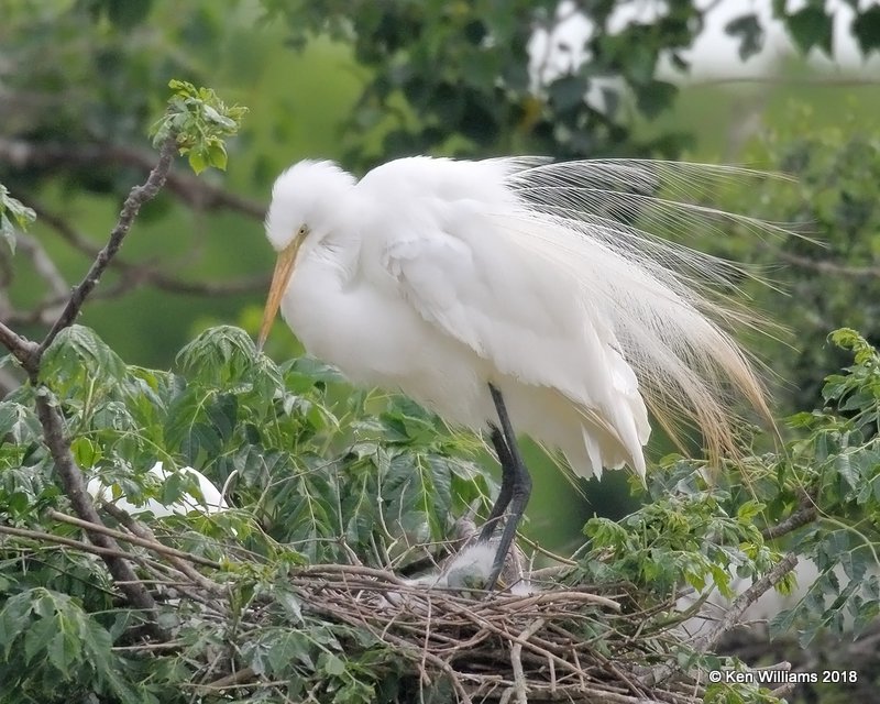 Great Egrets on nest with young, High Island, TX, 4-20-18, Jza_67995.jpg