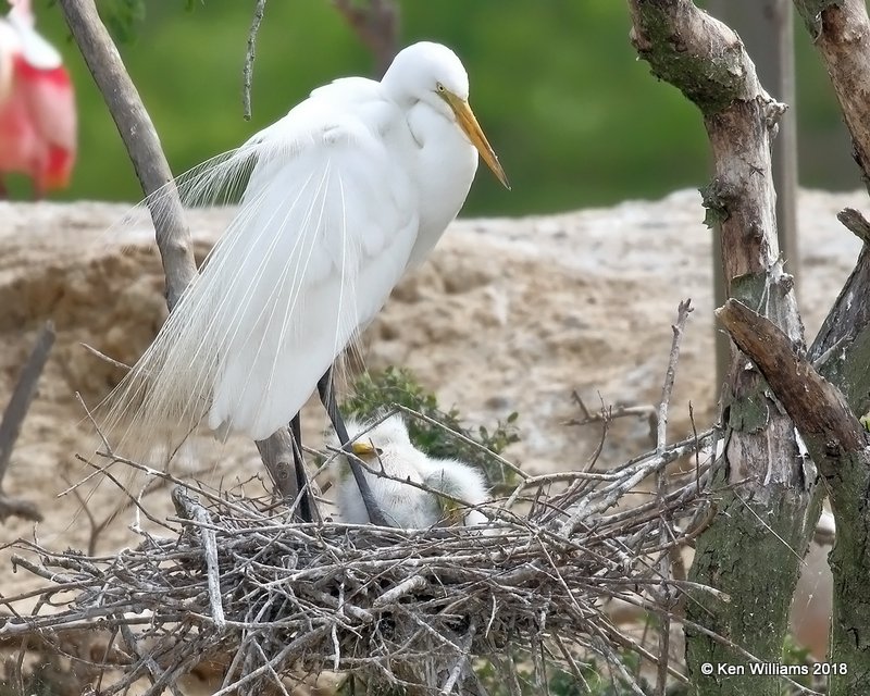 Great Egret on nest with young, High Island, TX, 4-20-18, Jza_68101.jpg