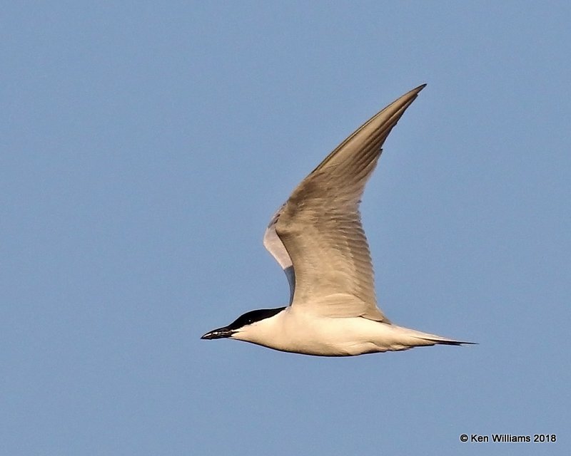 Gull-billed Tern, Old Port Isabella Road, TX, 4-25-18, Jza_74305.jpg