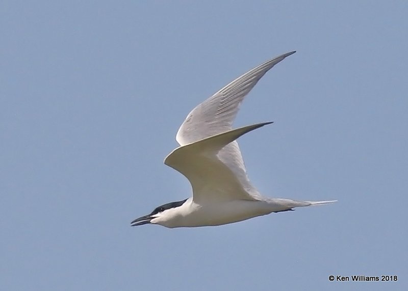 Gull-billed Tern, Santa Ana NWR, TX, 4-22-18, Jza_69672.jpg
