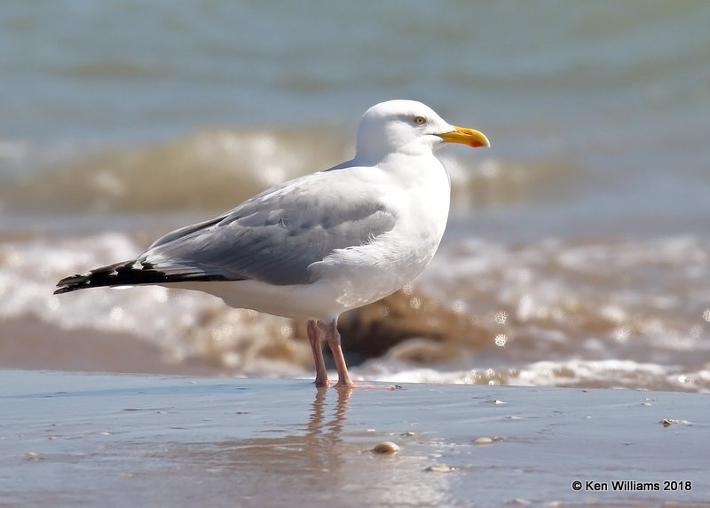 Herring Gull breeding adult,  Boca Chica beach, TX, 4-25-18, Jza_74694.jpg