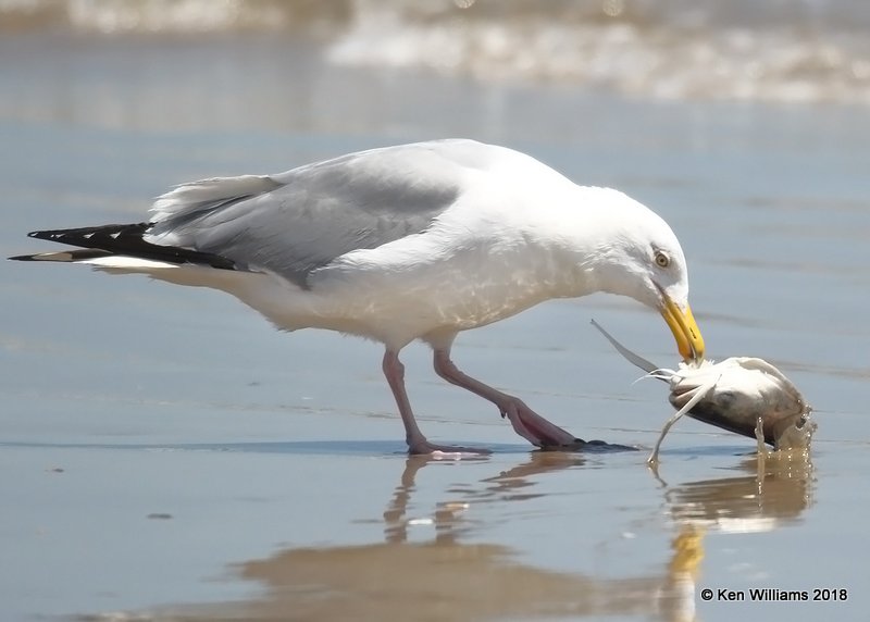 Herring Gull breeding adult, Bolivar Flats, TX, 4-17-18, Jza_65885.jpg