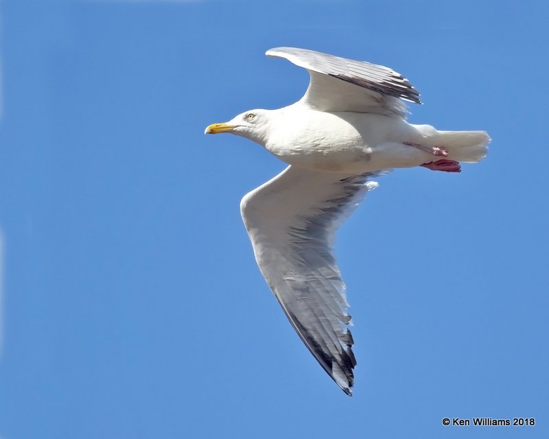 Herring Gull breeding adult, Brownsville Dump, TX, 4-25-18, Jza_74446.jpg