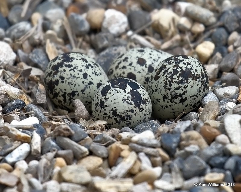 Killdeer eggs in nest, Estero Llano Grande SP, TX, 4-22-18, Jza_70584.jpg
