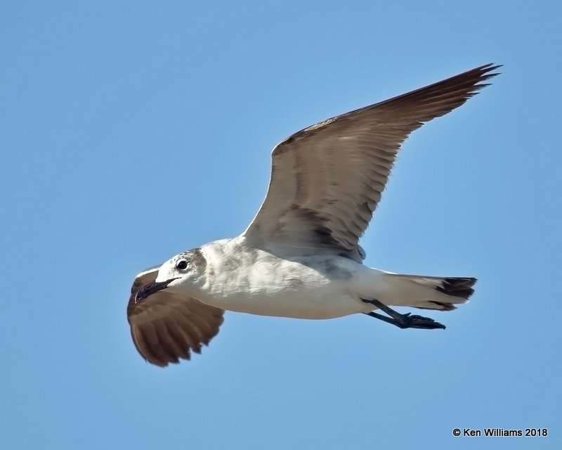 Laughing Gull, 2nd cycle, Brownsville Dump, TX, 4-25-18, Jza_74445.jpg