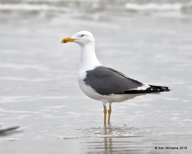 Lesser Black-backed Gull, Surfside Beach area, TX, 4-20-18, Jza_69176.jpg