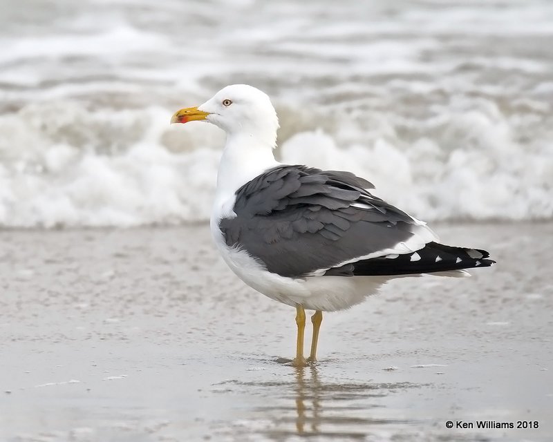 Lesser Black-backed Gull, Surfside Beach area, TX, 4-20-18, Jza_69200.jpg