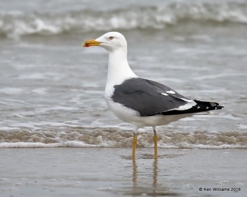 Lesser Black-backed Gull, Surfside Beach area, TX, 4-20-18, Jza_69220.jpg