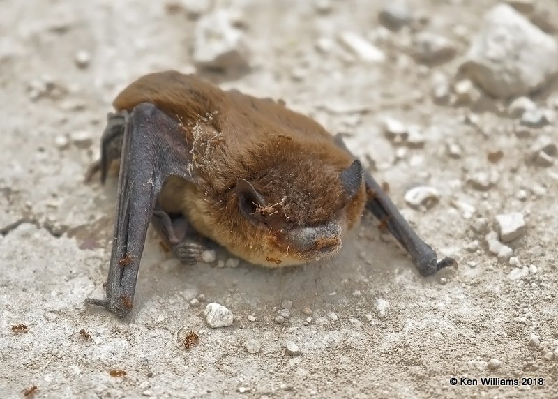 Mexican Free-Tailed Bat, Estero Llano Grande SP, TX, 4-22-18, Jza_70254.jpg