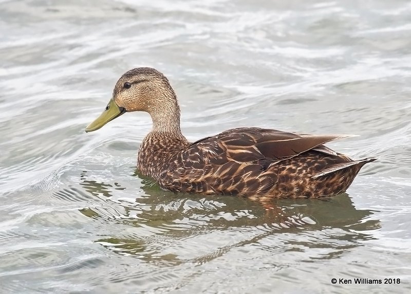 Mottled Duck drake, S. Padre Island, TX, 4-26-18, Jza_76178.jpg