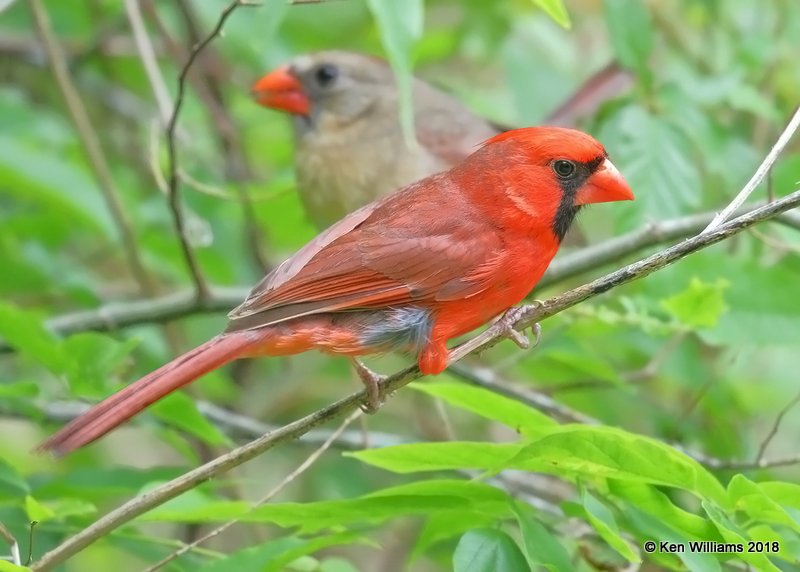 Northern Cardinal male, Quintana Beach County Park, TX, 4-20-18, Jza_67805.jpg