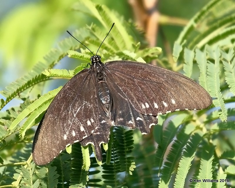 Pipevine Swallowtail female, S. Padre Island, TX, 4-24-18, Jza_73269.jpg