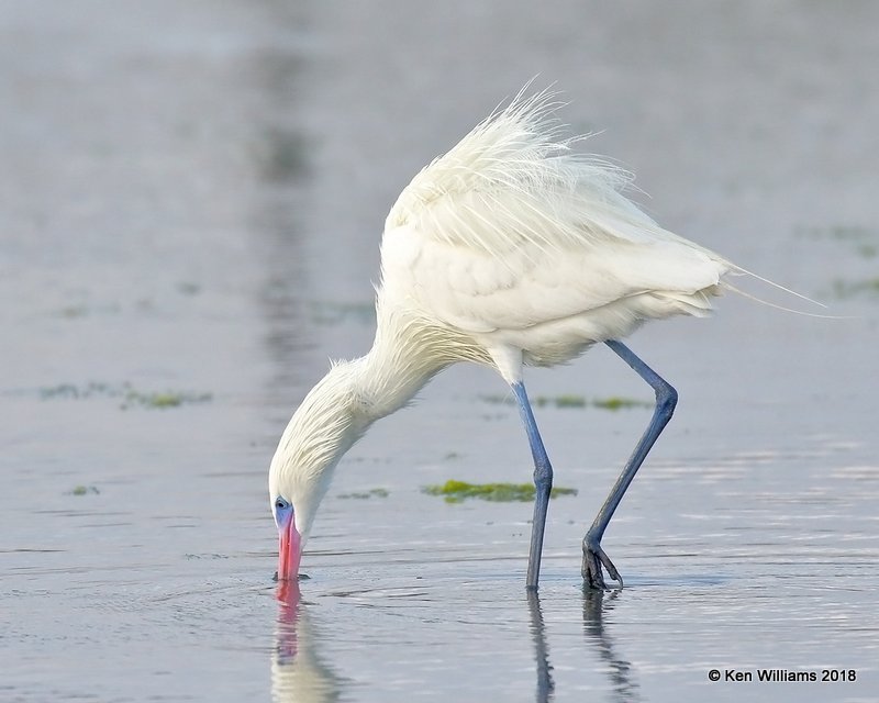 Reddish Egret, white morph, S. Padre Island, TX, 4-26-18, Jza_75901.jpg
