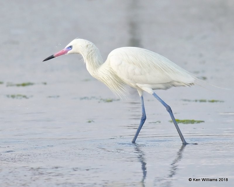 Reddish Egret, white morph, S. Padre Island, TX, 4-26-18, Jza_75902.jpg