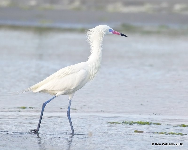 Reddish Egret, white morph, S. Padre Island, TX, 4-26-18, Jza_75906.jpg
