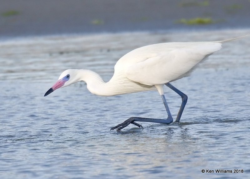 Reddish Egret,  white morph, S. Padre Island, TX, 4-26-18, Jza_75908.jpg