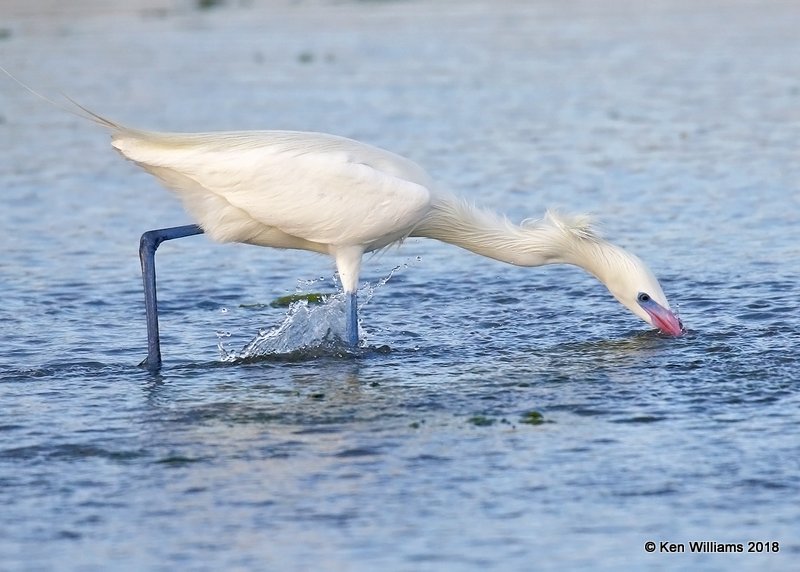 Reddish Egret, white morph, S. Padre Island, TX, 4-26-18, Jza_75915.jpg