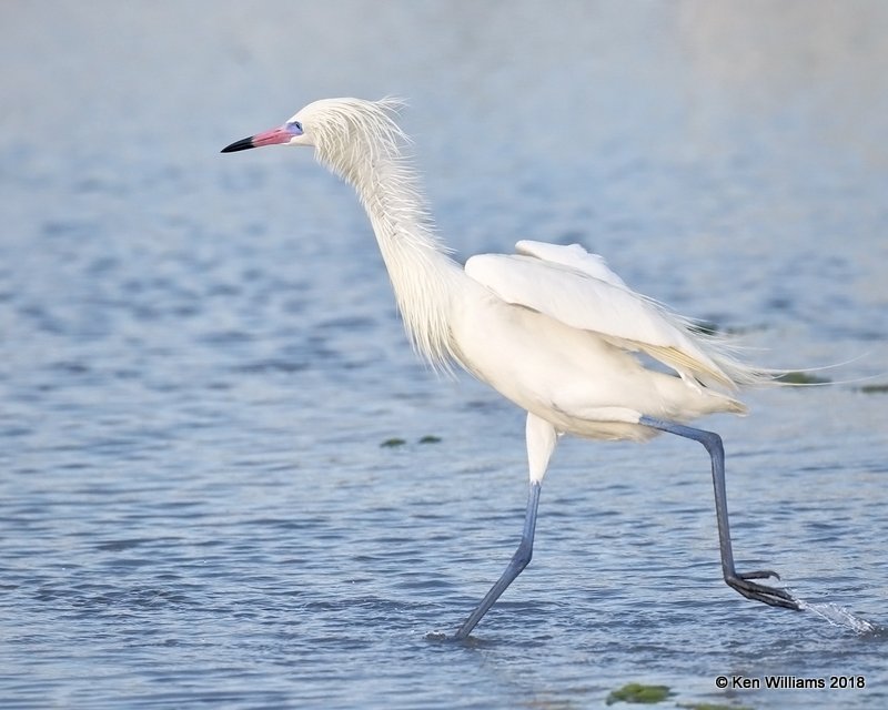 Reddish Egret, white morph, S. Padre Island, TX, 4-26-18, Jza_75921.jpg