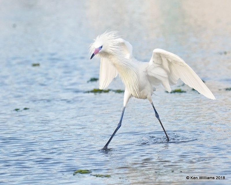 Reddish Egret, white morph, S. Padre Island, TX, 4-26-18, Jza_75924.jpg