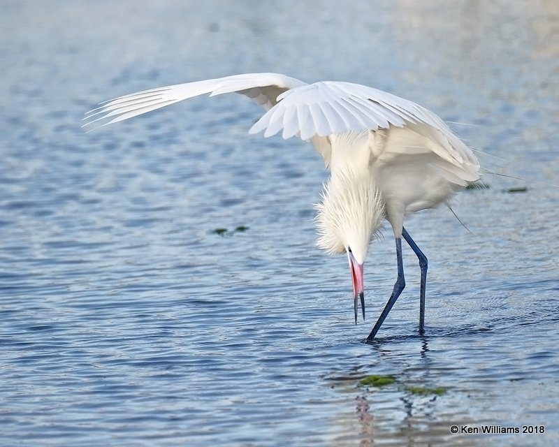 Reddish Egret, white morph, S. Padre Island, TX, 4-26-18, Jza_75925.jpg