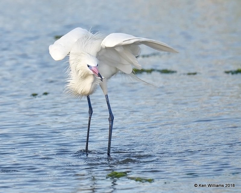 Reddish Egret, white morph, S. Padre Island, TX, 4-26-18, Jza_75926.jpg