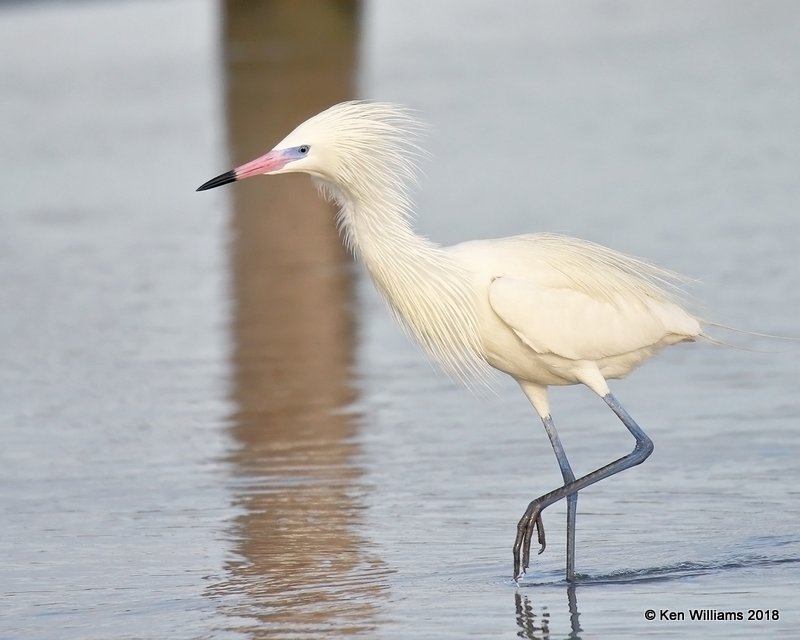 Reddish Egret, white morph, S. Padre Island, TX, 4-26-18, Jza_75954.jpg