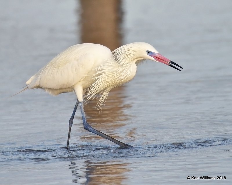 Reddish Egret, white morph, S. Padre Island, TX, 4-26-18, Jza_75955.jpg