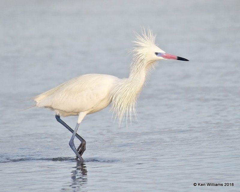 Reddish Egret, white morph, S. Padre Island, TX, 4-26-18, Jza_75956.jpg
