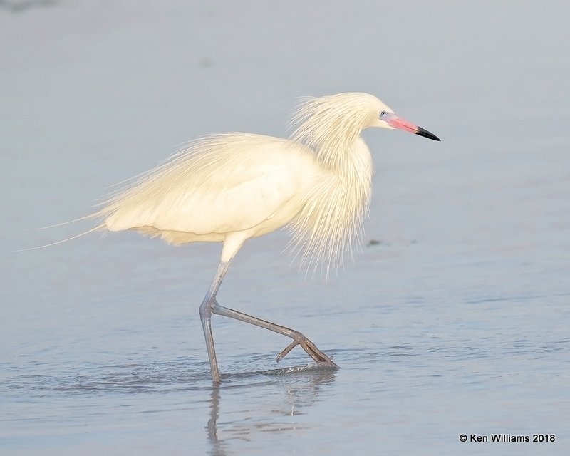 Reddish Egret - white morph, S. Padre Island, TX, 4-26-18, Jza_75965.jpg
